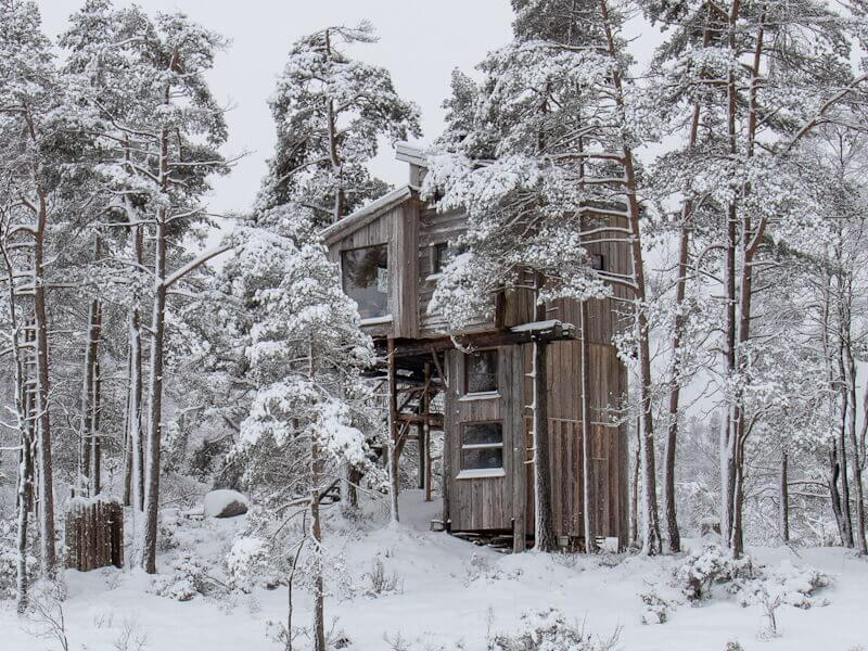 Kong vinter og Villmarks Tarnet